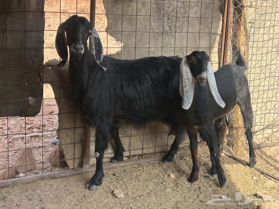 Goat with a pit for sale64556226479618111