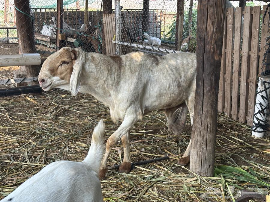 فحل سواكني جرم فاخر64573361995137113