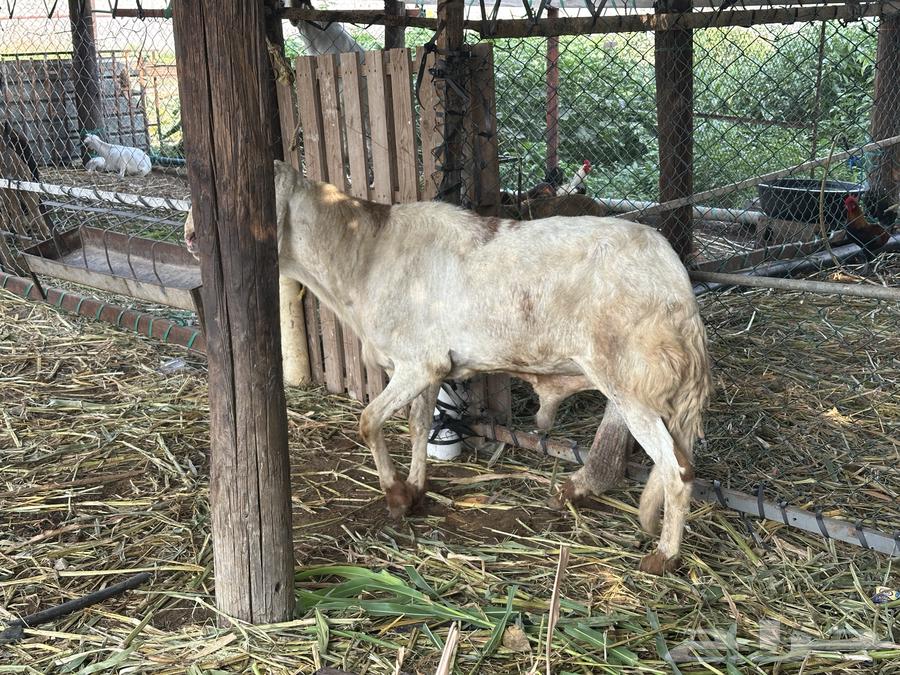 فحل سواكني جرم فاخر64573361995137112