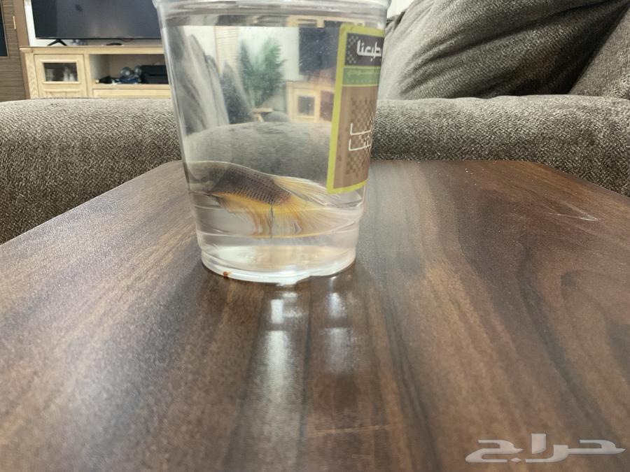 سمك ليوم وطني فايتر64579704955523110