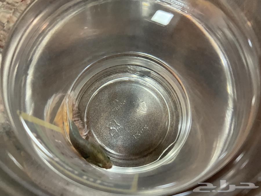 سمك ليوم وطني فايتر64579704955523112