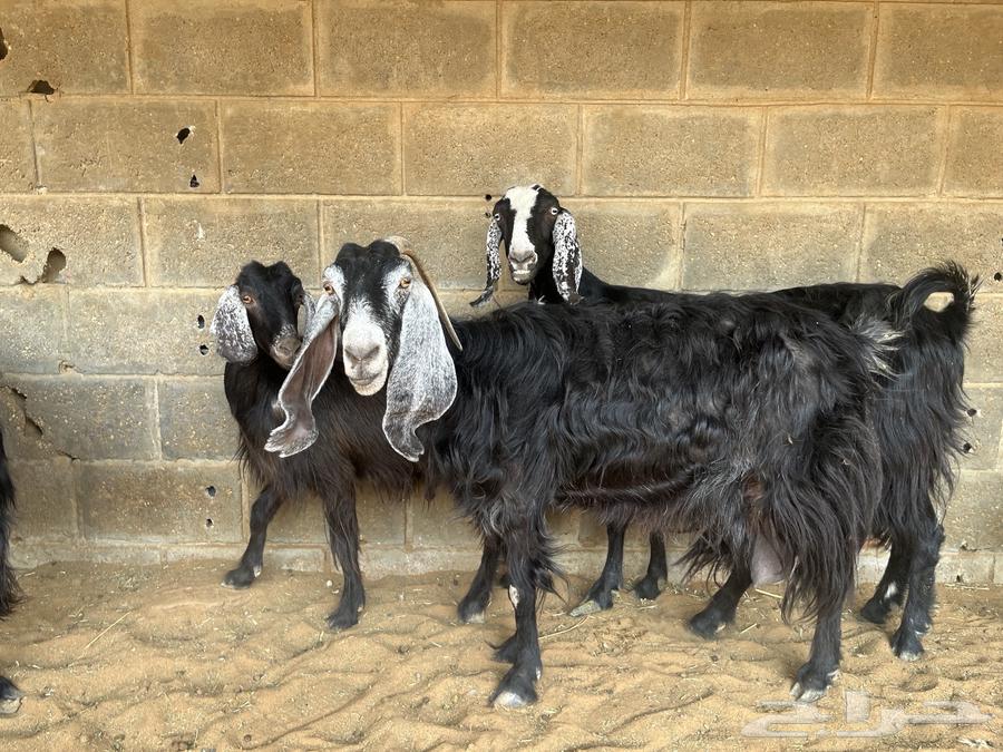 معزا عوارض مقاني..تم البيع64573488200962112