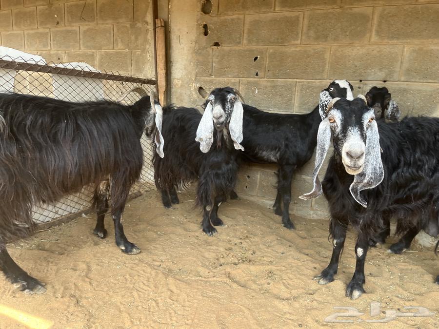 معزا عوارض مقاني..تم البيع64573488200962114