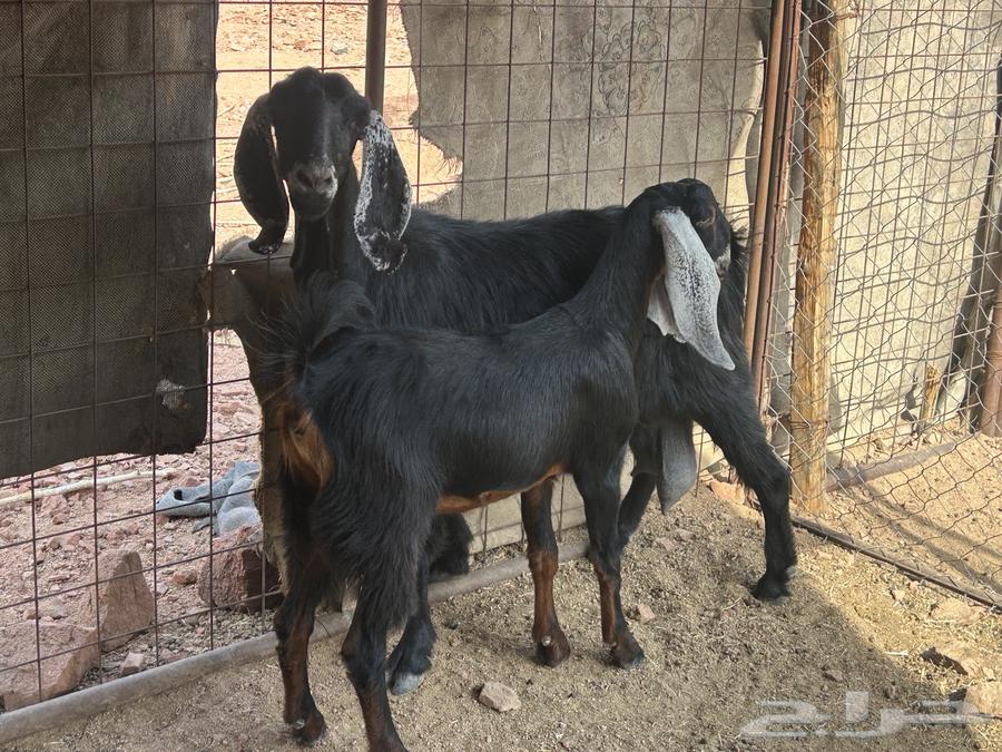Goat with a pit for sale64556226479618112
