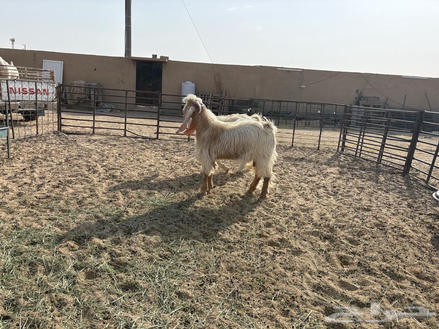 تيوس فحول عوارض ومشاريك طيبه عدد 464573347818499110