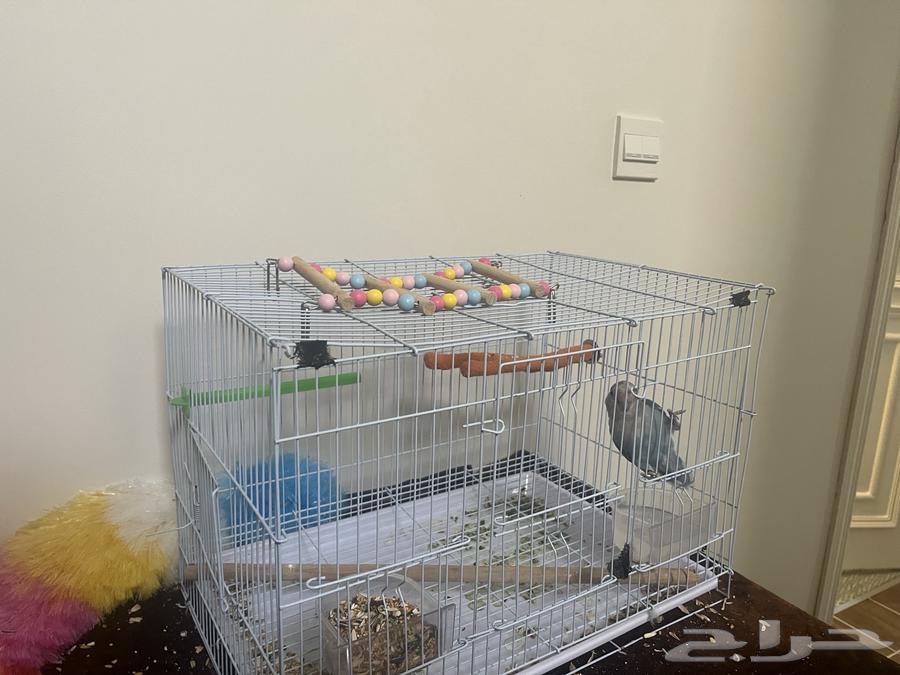 Rose bird with its food, cage, and accessories for (200), negotiable64575056202113110