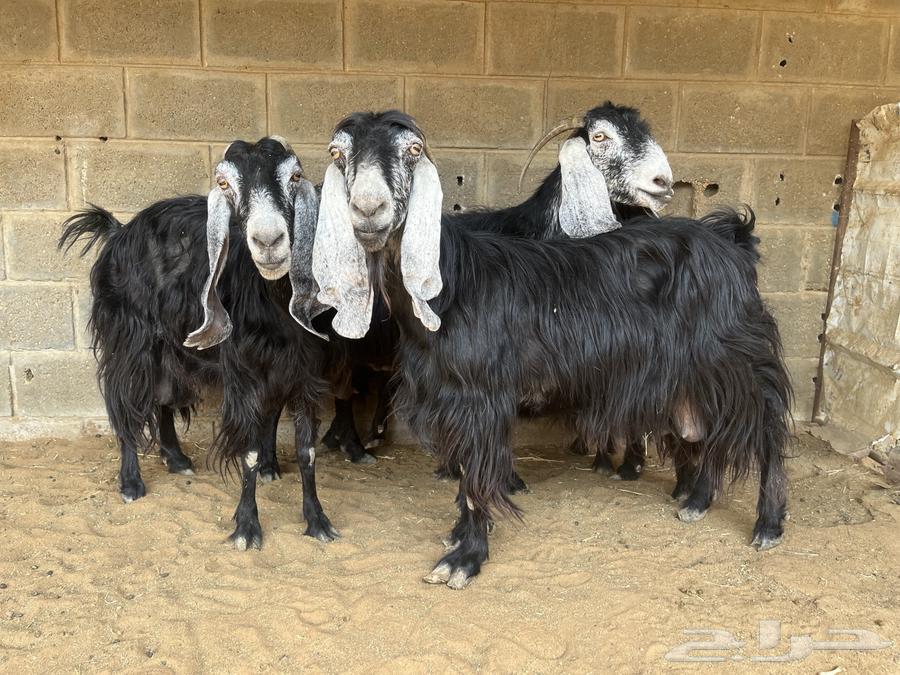 معزا عوارض مقاني..تم البيع64573488200962110