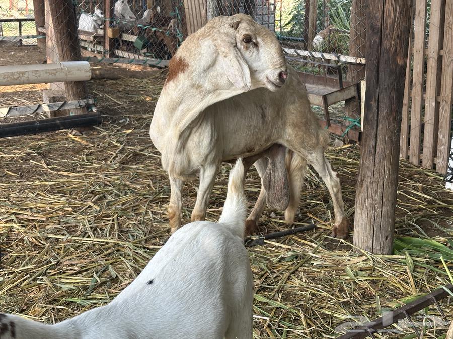 فحل سواكني جرم فاخر64573361995137114