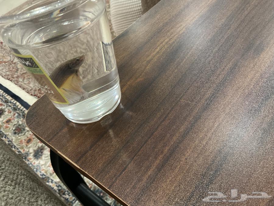 سمك ليوم وطني فايتر64579704955523114