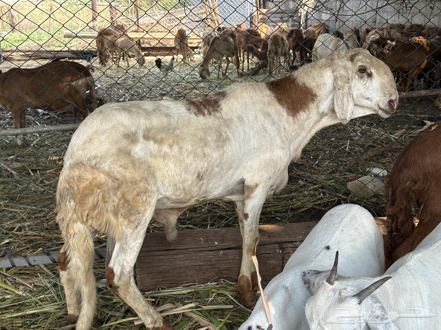 فحل سواكني جرم فاخر64573361995137111