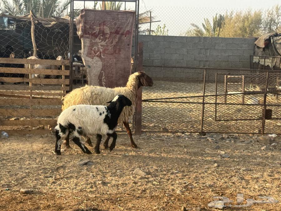 نعيم ولد تم البيع64572967668737110