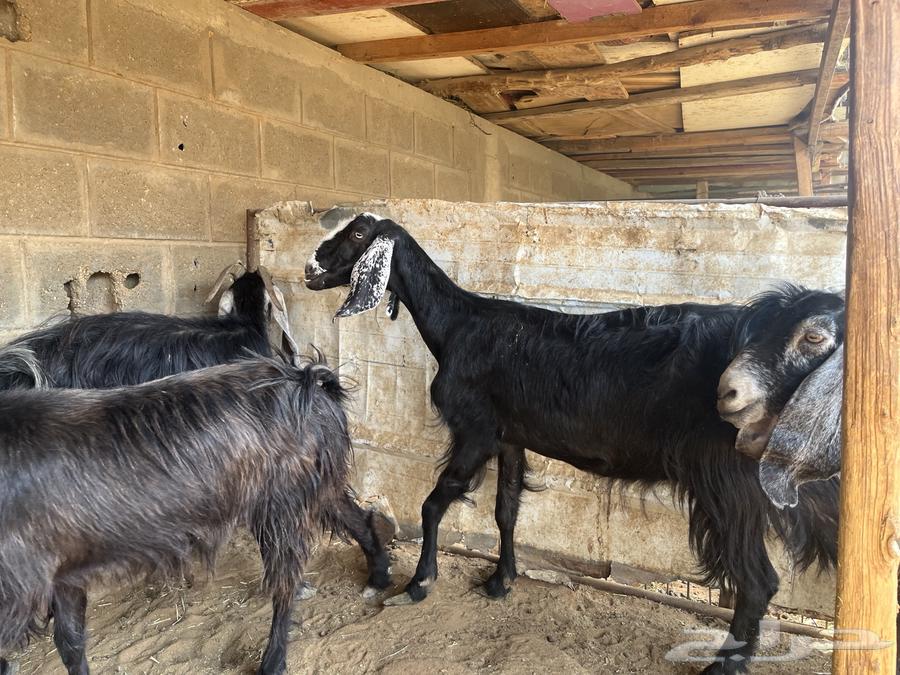 معزا عوارض مقاني..تم البيع64573488200962111