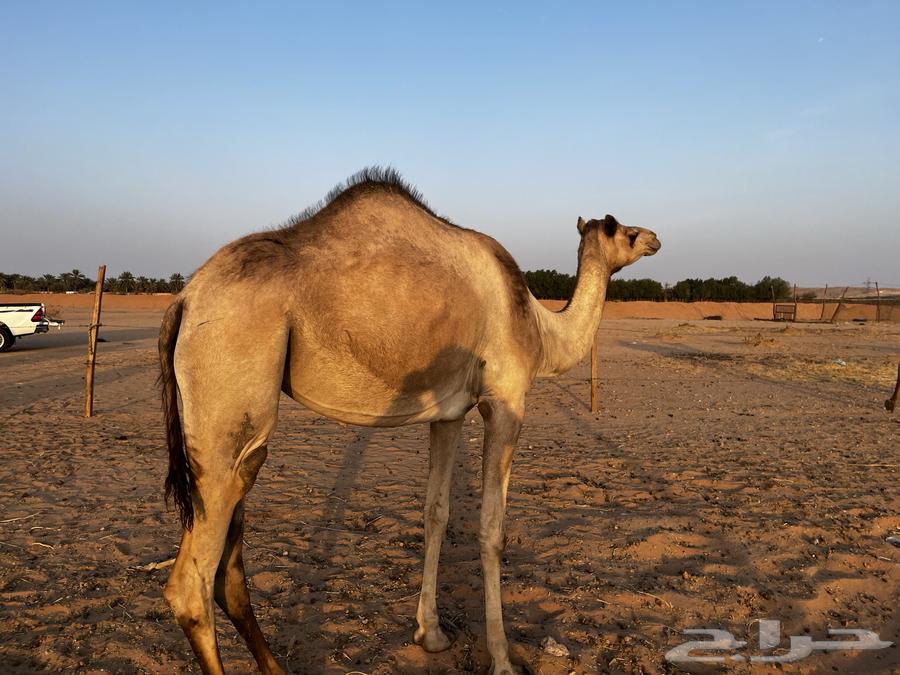 للبيع بكره لقيه64578312194177111