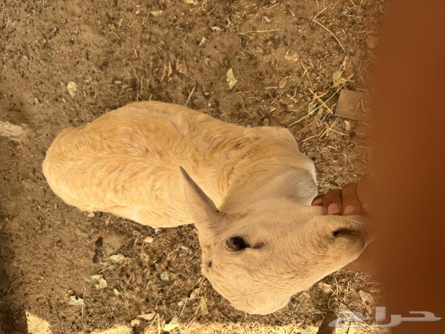 طلي حري تم البيع64573390213122112