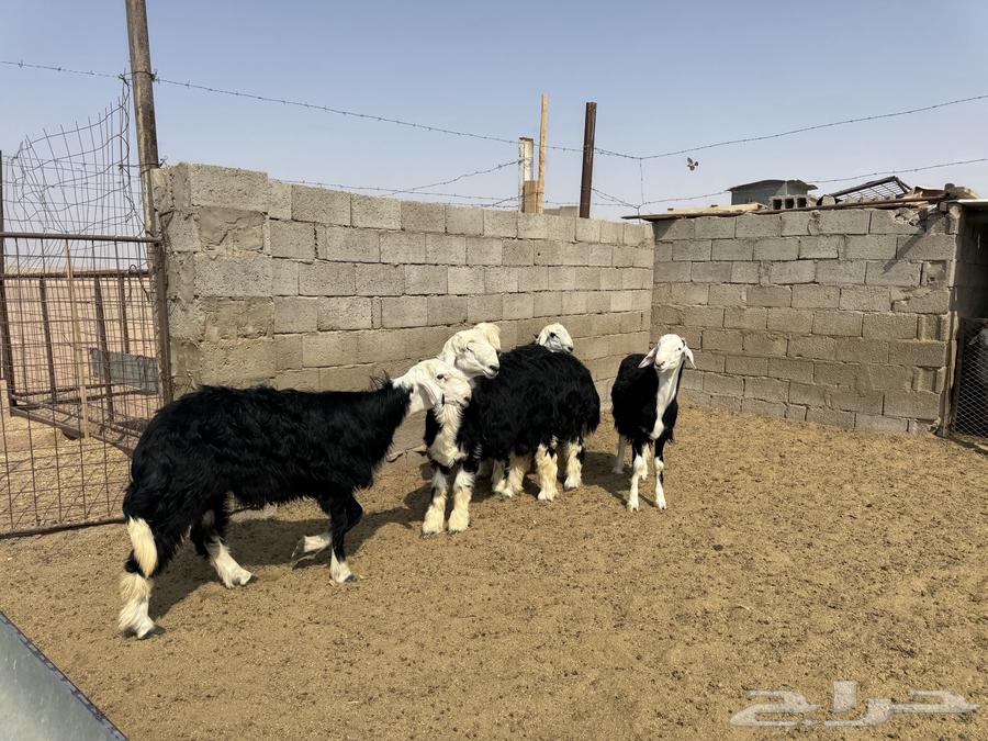 خرفان نجد64573559667074110