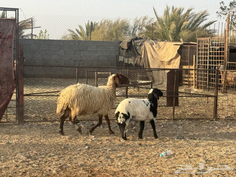 نعيم ولد تم البيع64572967668737113