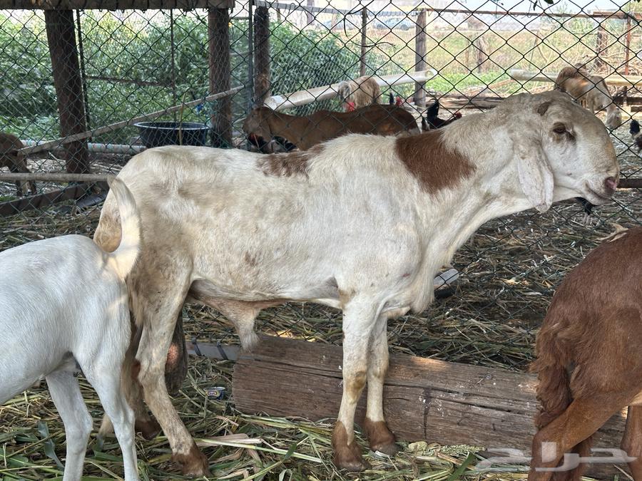 فحل سواكني جرم فاخر64573361995137110