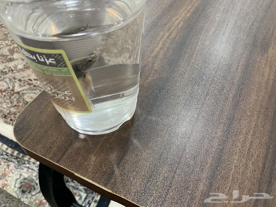 سمك ليوم وطني فايتر64579704955523113