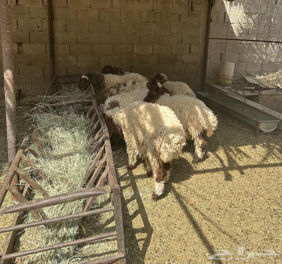 رخال بلدي طيبات مطعمه جميع التطيعمات بيعت الله يبارك له64573531393539113