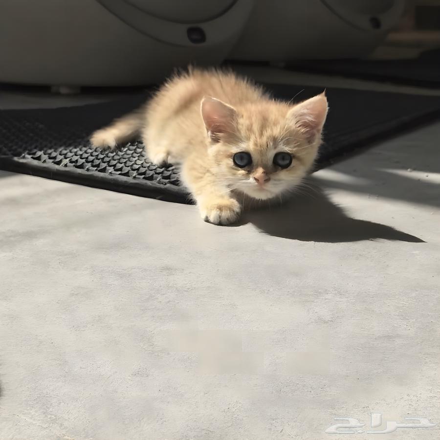 إعلان ملكي لعشاق القطط المميزة64576395796609110