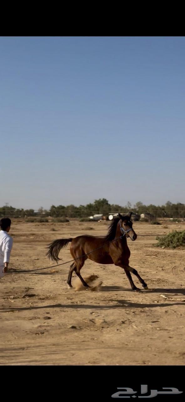 مهره عربي خط جمال64572021214467110