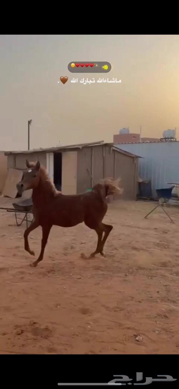 خيل شعبي64577078626819110