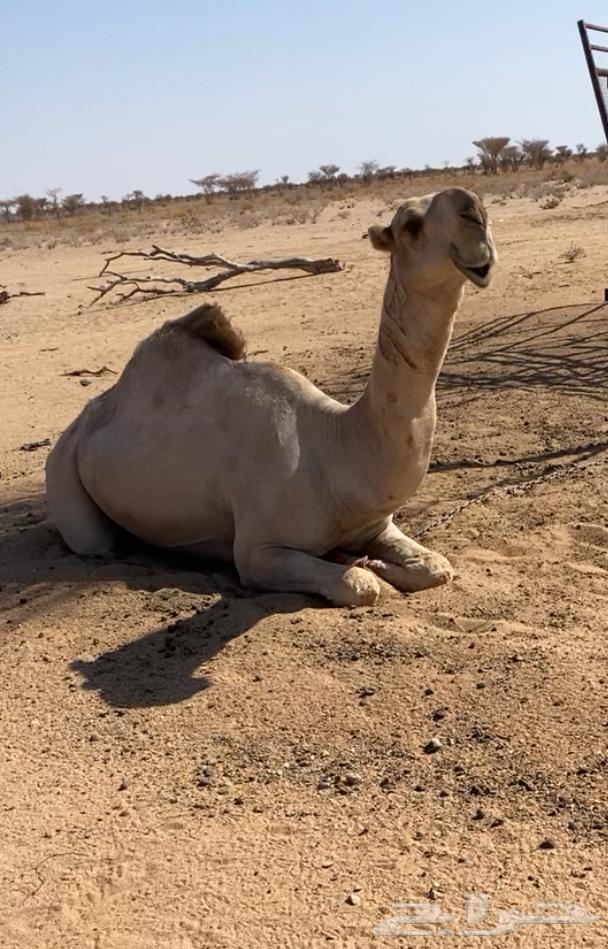 بعير للبيع64576771154433111