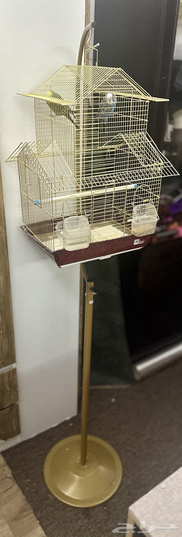 طيور بادجي64575475881603113