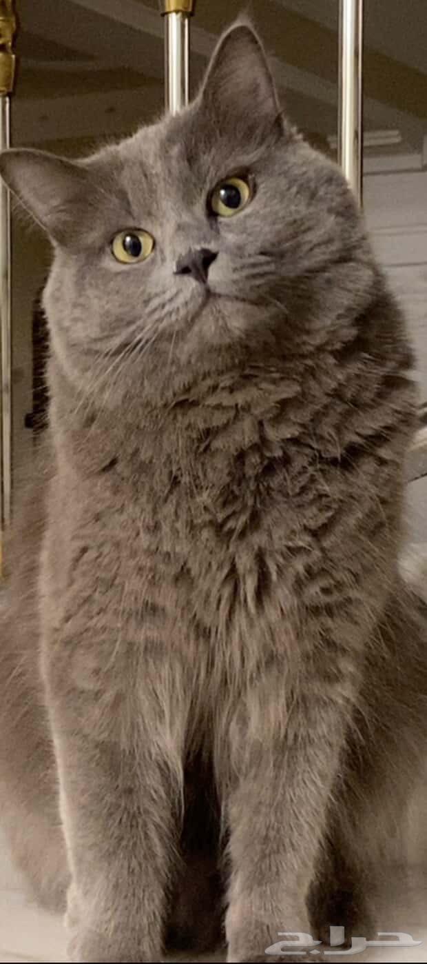 قط للبيع64578312299395111