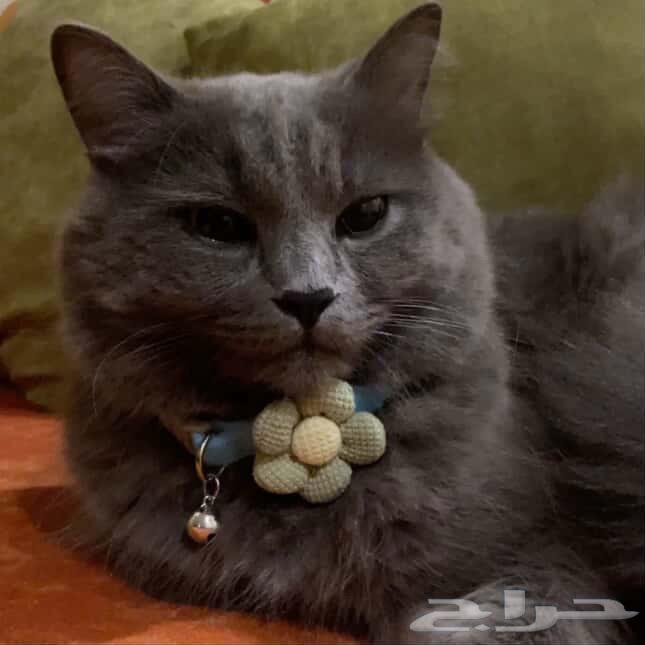 قط للبيع64578312299395110