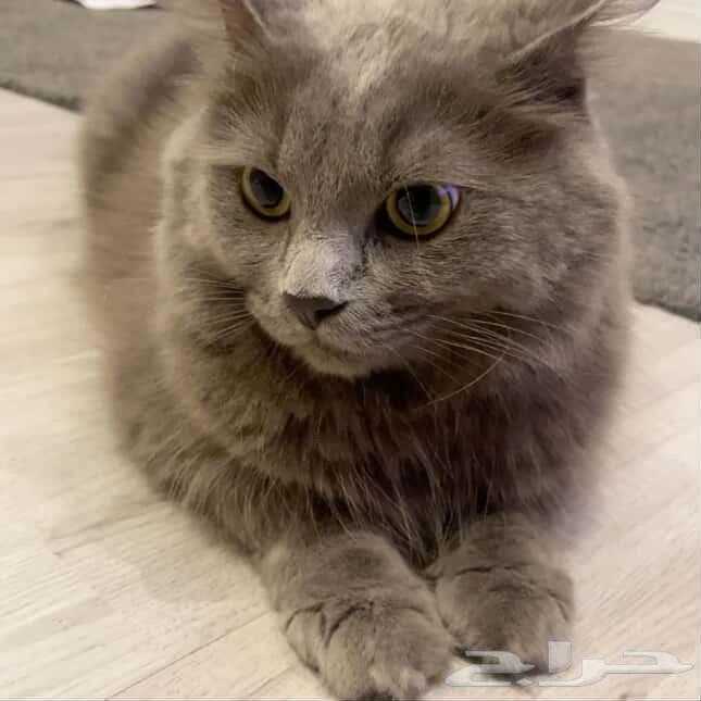 قط للبيع64578312299395112