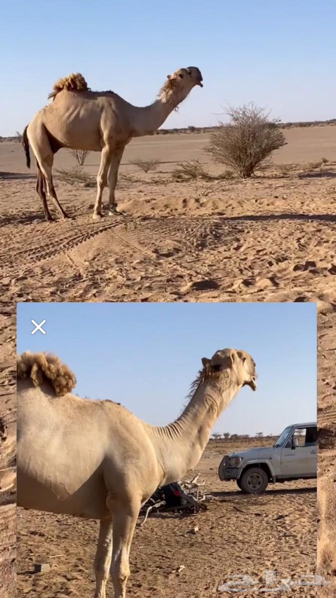 بعير للبيع64576771154433112