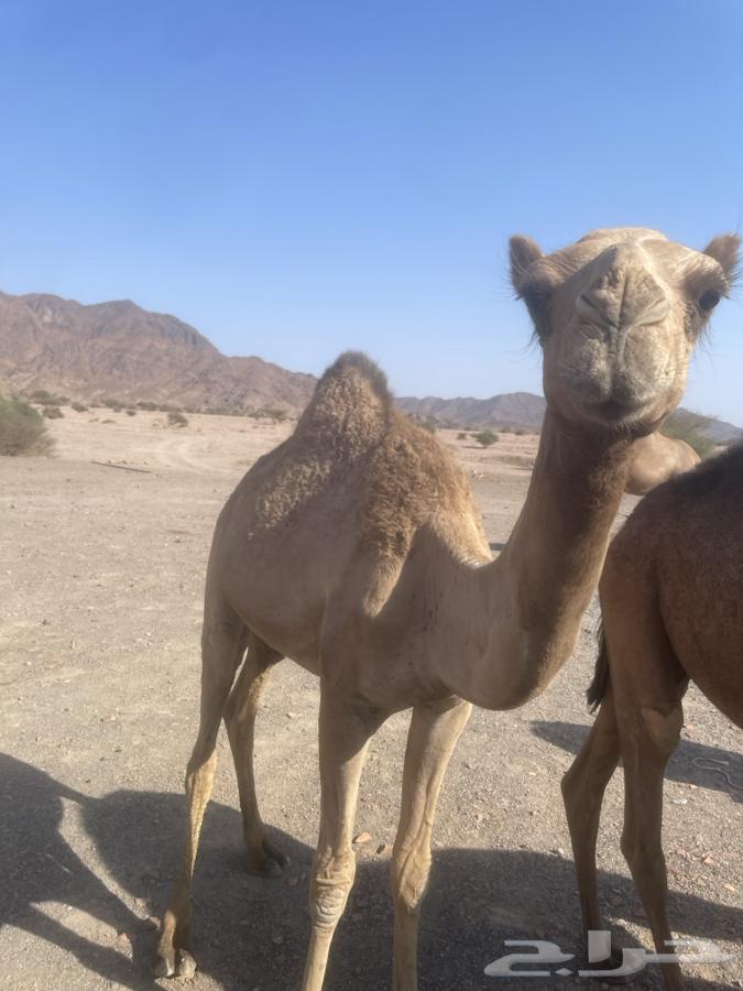 بكره عمرها سنه او 5شهور64578395648002110