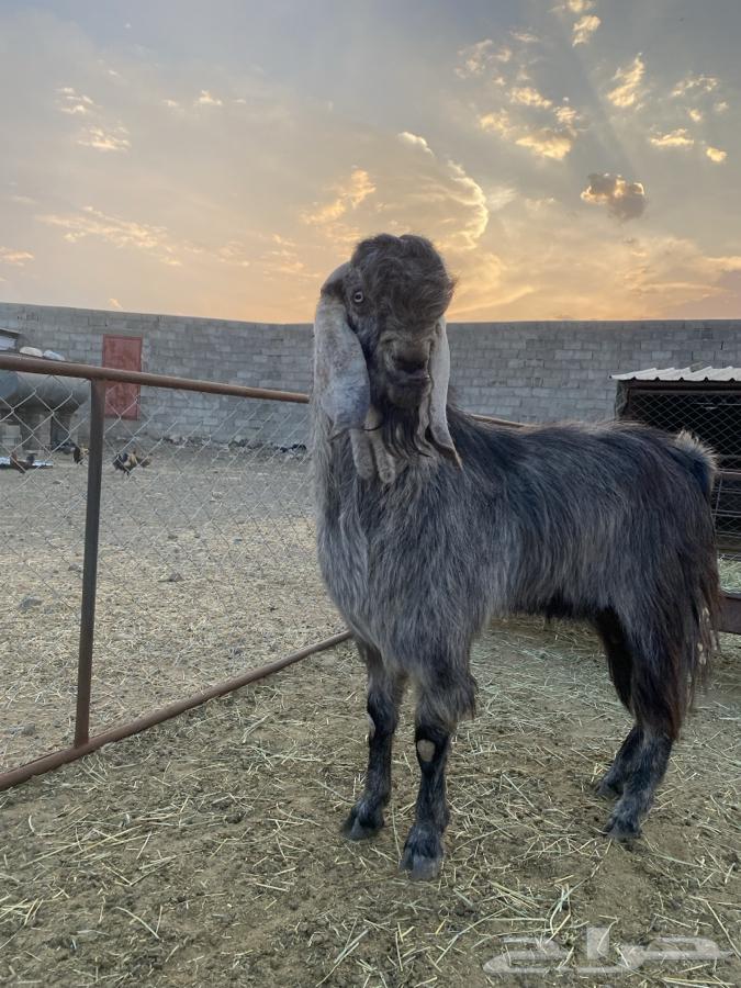 تيس فحل قبرصي صنف الصنف64575489722115113