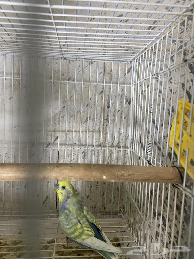 أزواج بادجي الوان فواتح ورنبو طفرات مميزه انتاج محلي64577078635266114