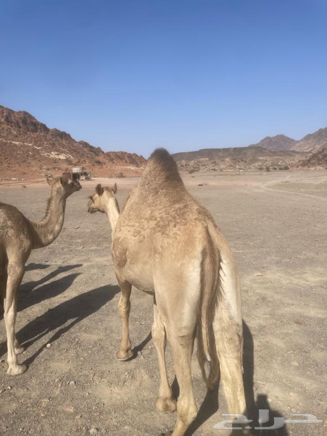 بكره عمرها سنه او 5شهور64578395648002113