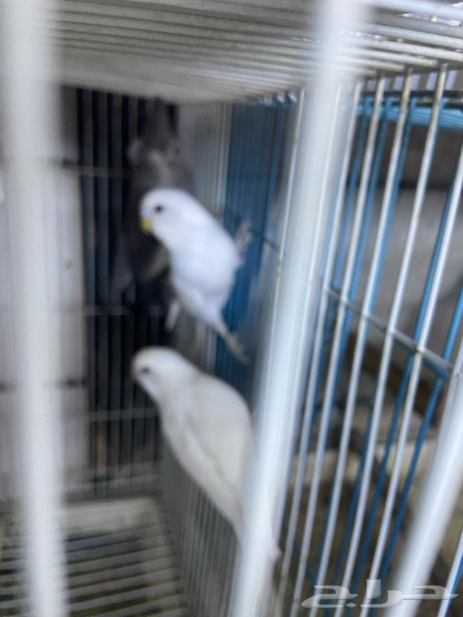 أزواج بادجي الوان فواتح ورنبو طفرات مميزه انتاج محلي64577078635266110