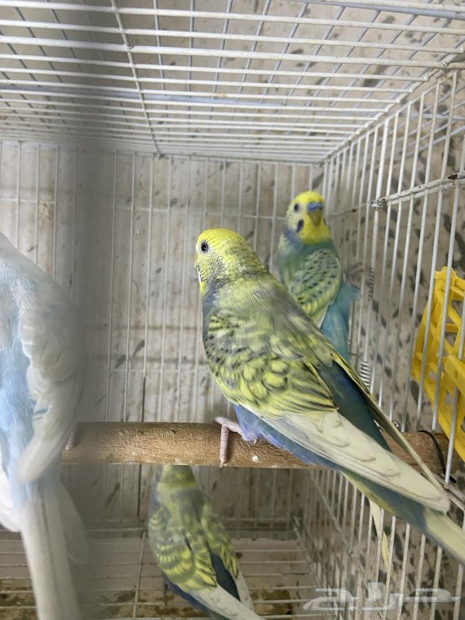 أزواج بادجي الوان فواتح ورنبو طفرات مميزه انتاج محلي64577078635266112