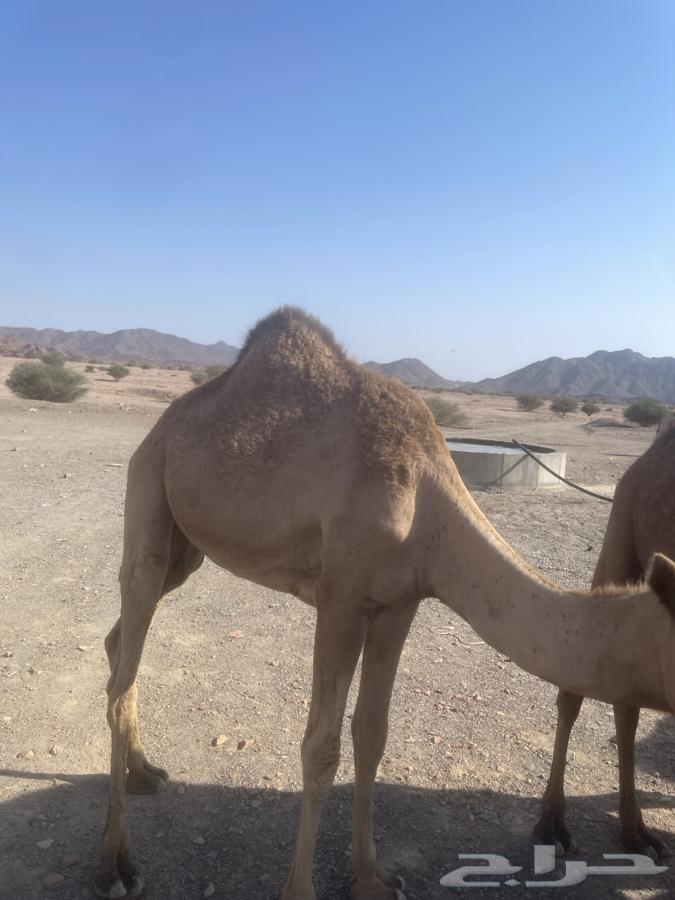 بكره عمرها سنه او 5شهور64578395648002112