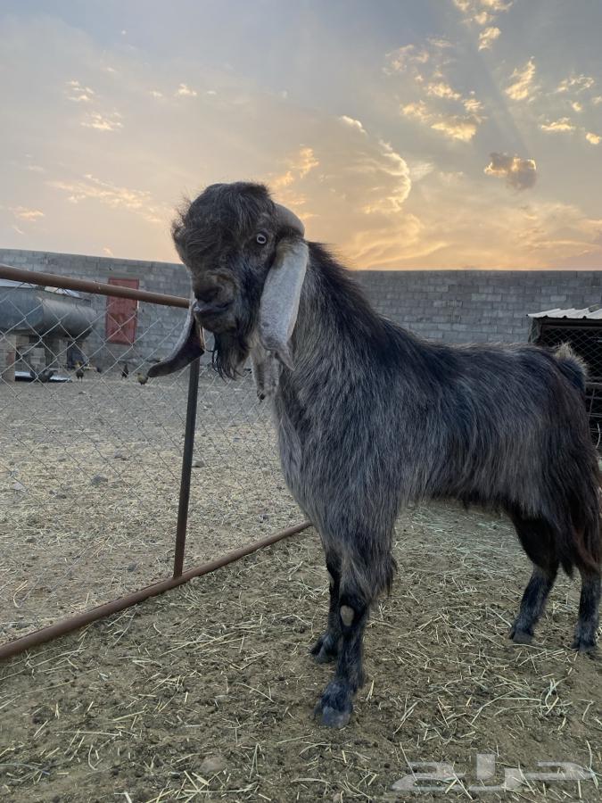 تيس فحل قبرصي صنف الصنف64575489722115112