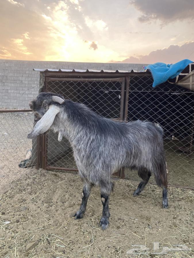 تيس فحل قبرصي صنف الصنف64575489722115110