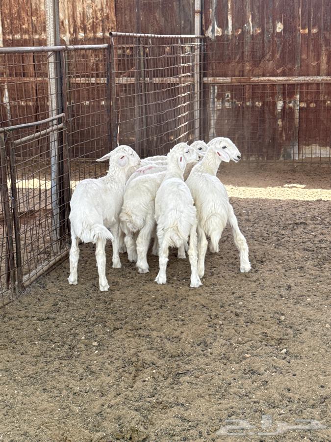 طليان بهم حري للبيع64573964255105110