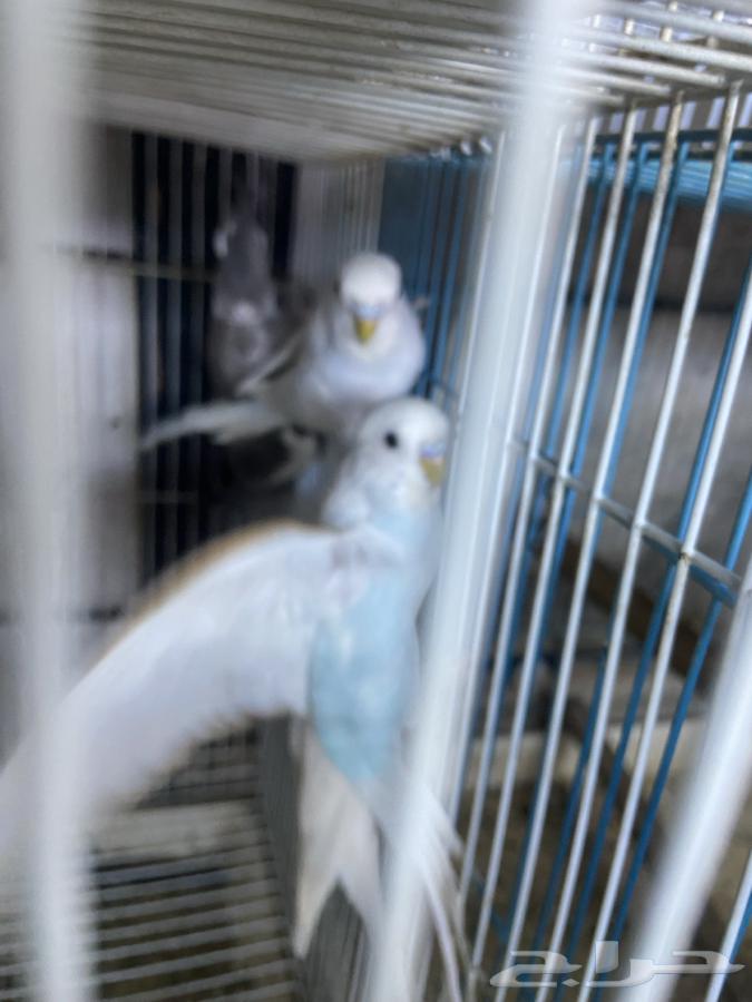 أزواج بادجي الوان فواتح ورنبو طفرات مميزه انتاج محلي64577078635266111