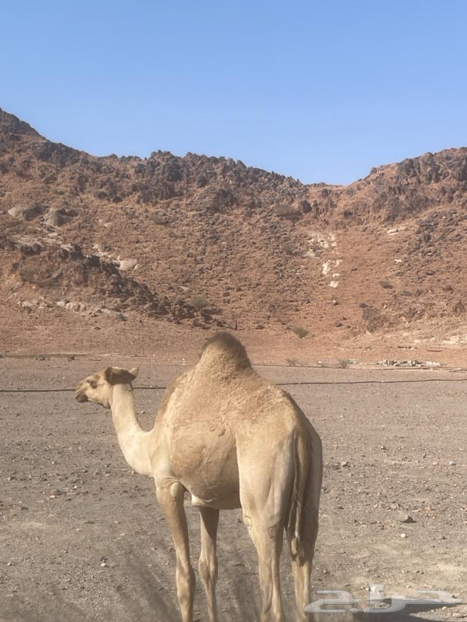 بكره عمرها سنه او 5شهور64578395648002111