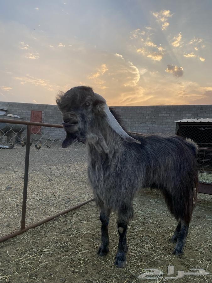 تيس فحل قبرصي صنف الصنف64575489722115114