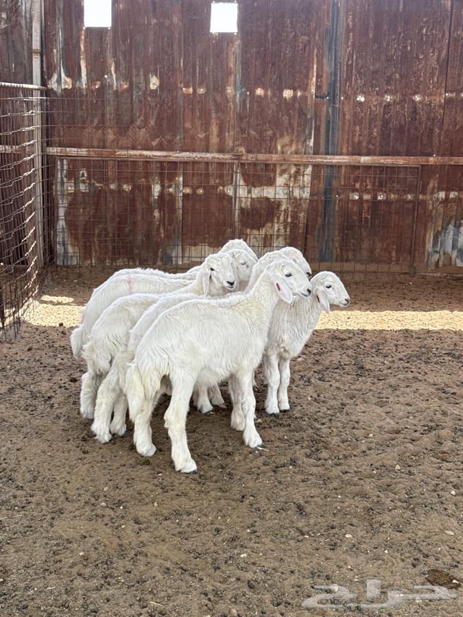 طليان بهم حري للبيع64573964255105111