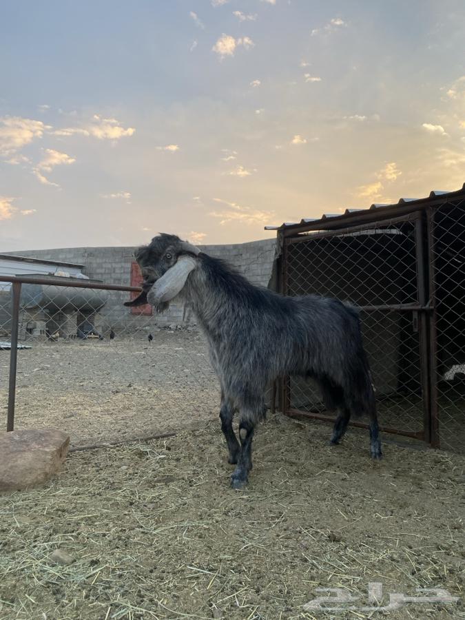 تيس فحل قبرصي صنف الصنف64575489722115111