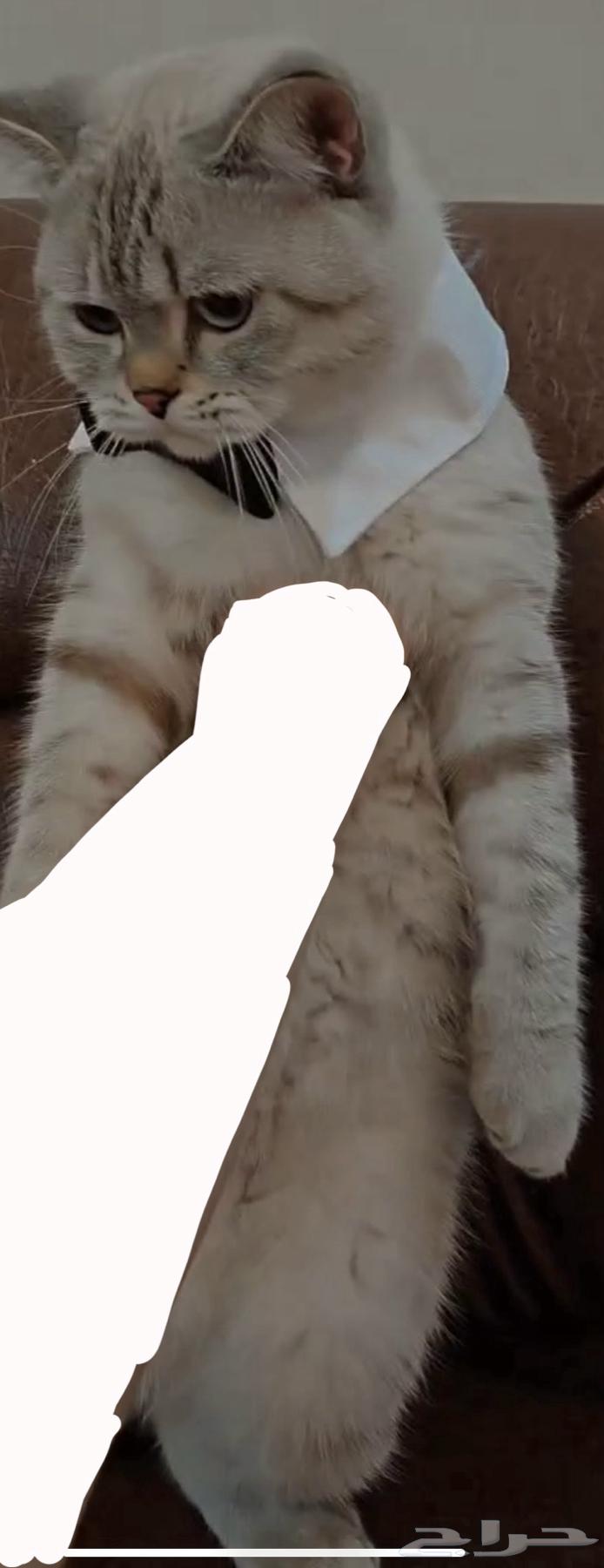 قط بريتش للبيع64575154232707111