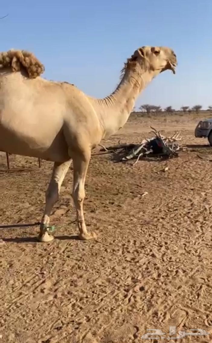 بعير للبيع64576771154433110