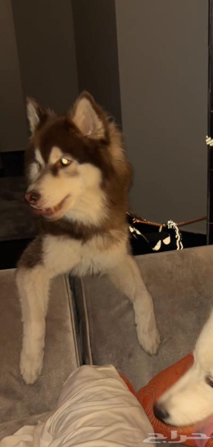 كلب هاسكي للبيع بجده64578214955650110
